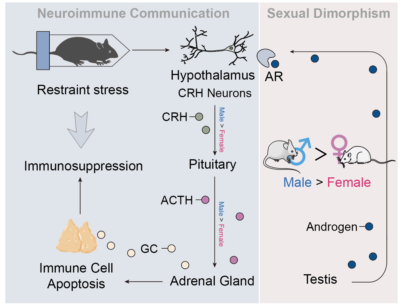 20250325-PNAS-孟雨桐-2. 束缚应激诱导免疫细胞凋亡的性别差异机制示意图.png
