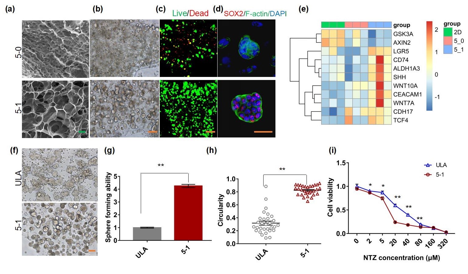 20220322-乐鱼在线平台熊卓、张婷团队研发一种用于肿瘤药物筛选的结直肠癌干细胞高效诱导新模型-机械系-三维打印的杂化水凝胶具有诱导富集CSCs的特性，其诱导的CSCs球可作为靶向CSCs药物筛选模型。 （a-c）杂化水凝胶具有良好的孔隙率和生物相容性；（d-e）杂化水凝胶来源细胞微球的干性增强；（f-i）杂化水凝胶诱导富集的干细胞球更多、更均一且对靶向CSCs药物更加敏感。.jpg