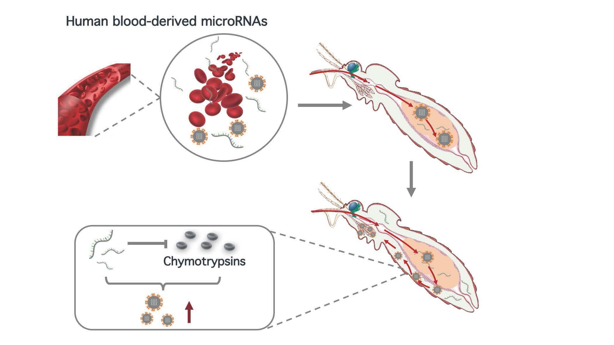 2021-12-14-科研成果-乐鱼在线平台医学院程功实验室-Cell Reports.jpg