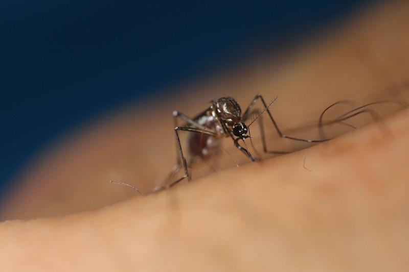 d41586-022-01764-2_23213834.jpg Close-up on an Aedes aegypti mosquito.