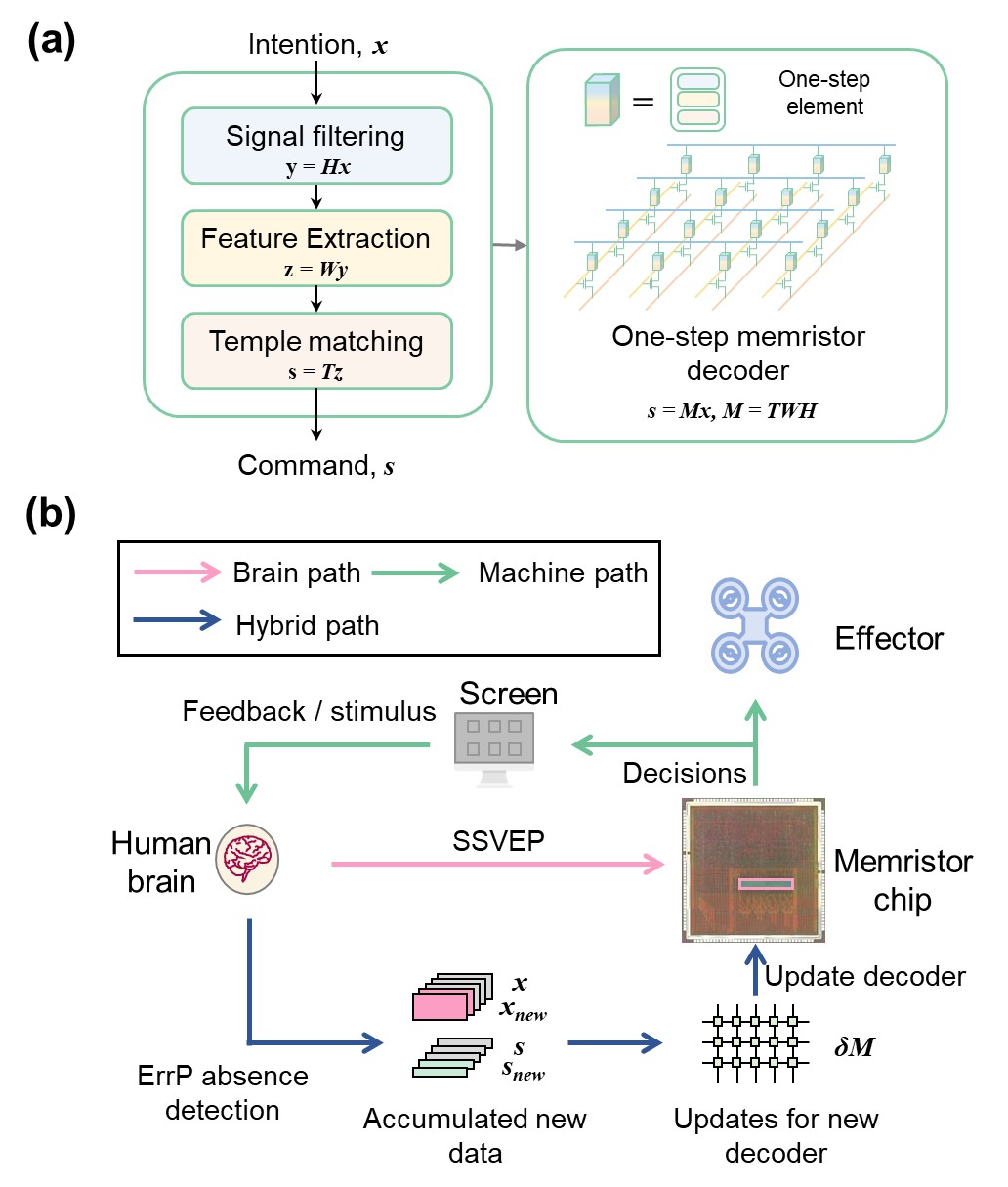 20250217-NE脑机接口-集成电路学院-图2关键技术创新:(a)单步解码策略、(b)交互式更新框架jpg 20250217-NE脑机接口-集成电路学院-图2关键技术创新:(a)单步解码策略、(b)交互式更新框架jpg