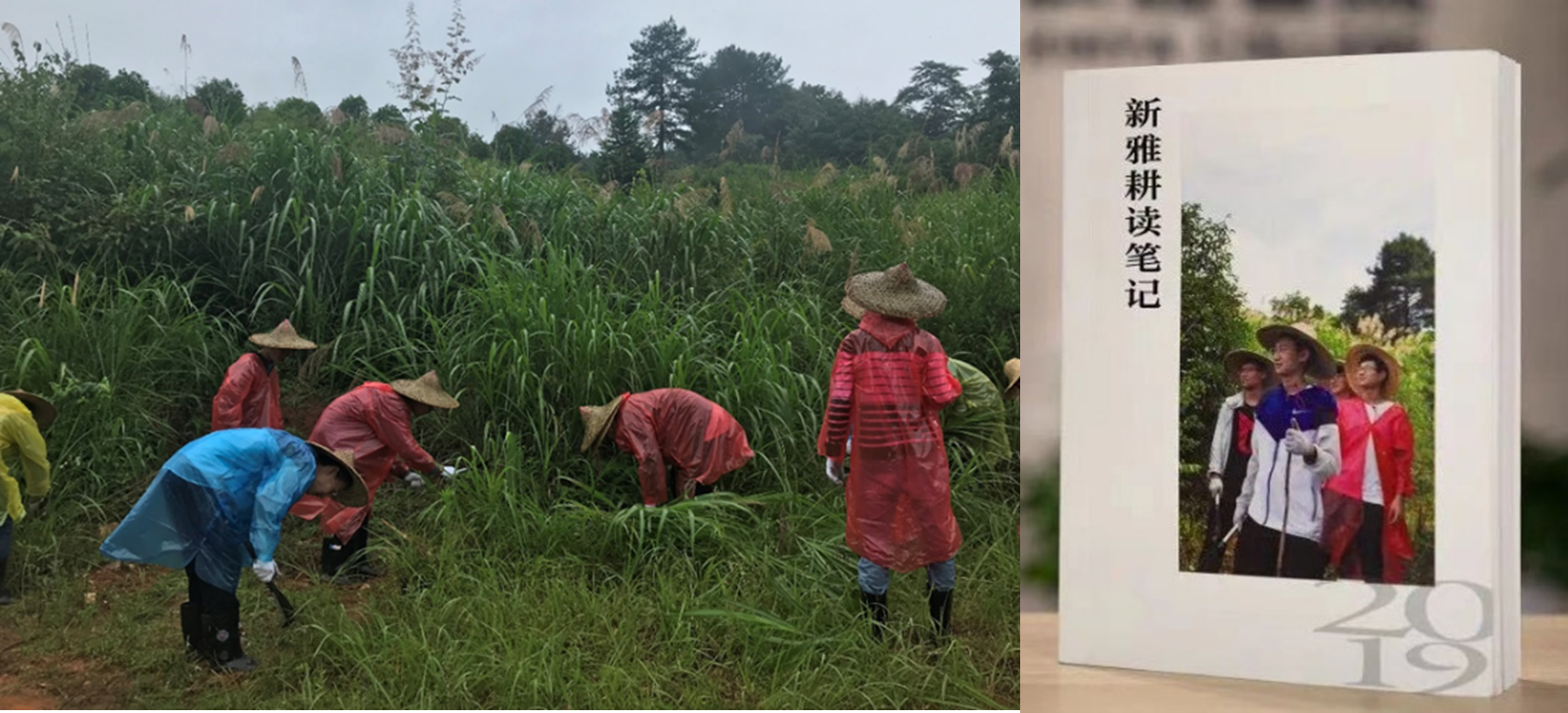 20191201-江西婺源耕读-新雅师生-学生雨中劳动及耕读感想png 20191201-江西婺源耕读-新雅师生-学生雨中劳动及耕读感想png