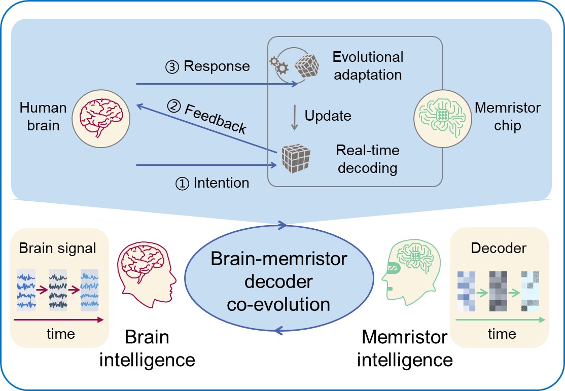 20250217-NE脑机接口-集成电路学院-图1提出了自适应神经形态解码器,支持脑机协同演进jpg 20250217-NE脑机接口-集成电路学院-图1提出了自适应神经形态解码器,支持脑机协同演进jpg