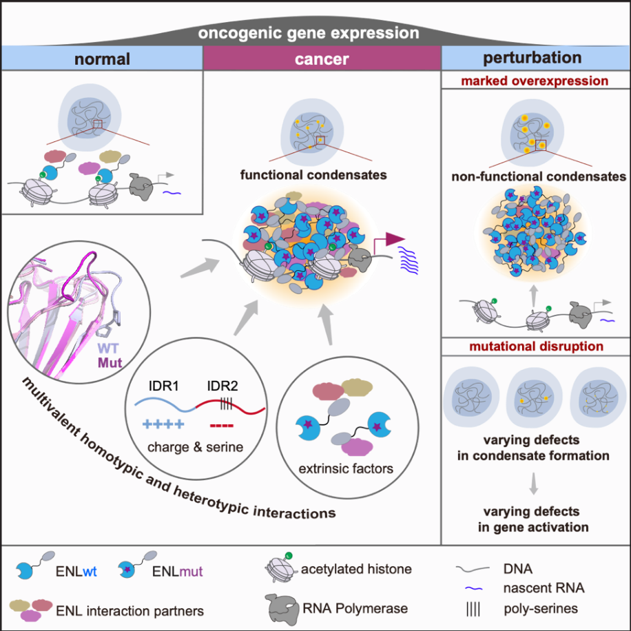 20221103-ENL突变体多区域协同互作促进异常凝聚物形成-李海涛-科研成果.png